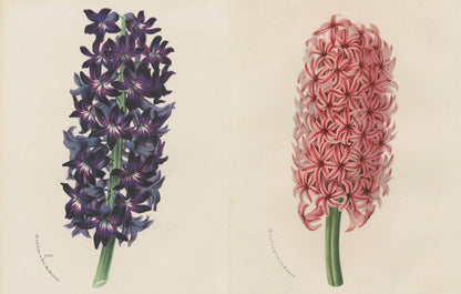John Derian: The Picture Book Collection