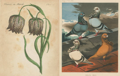 John Derian: The Picture Book Collection