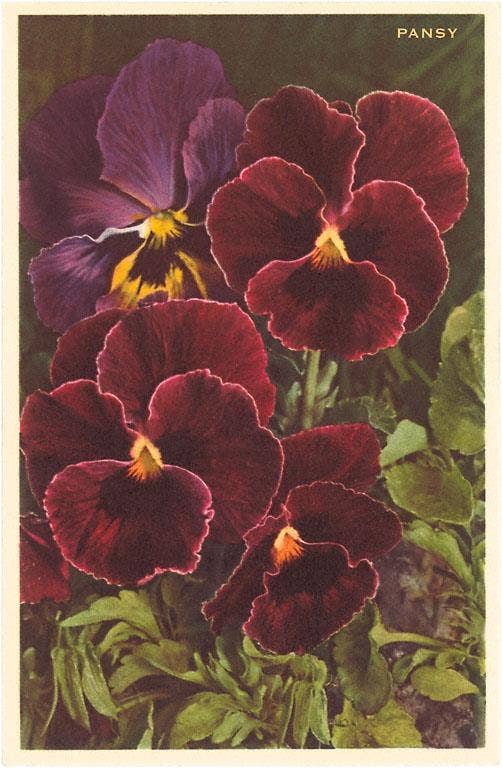 Pansies