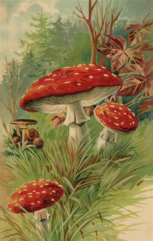 Amanita Muscaria Mushroom